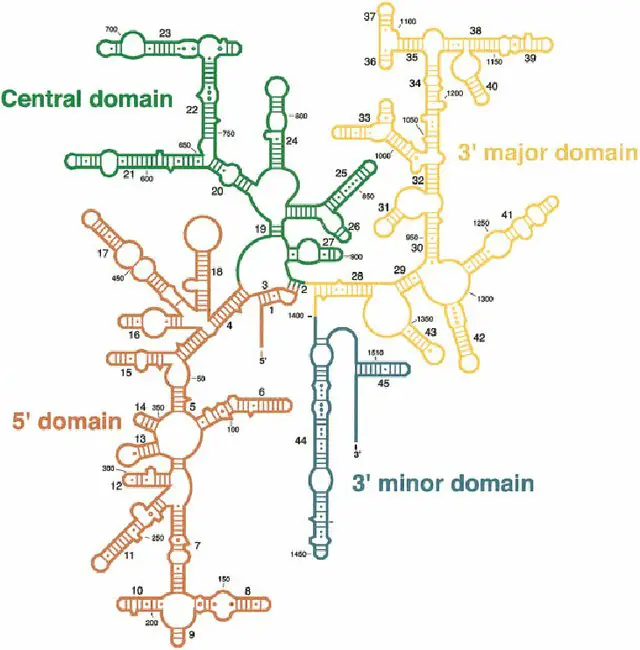 Secondary-structure-16SrRNAs