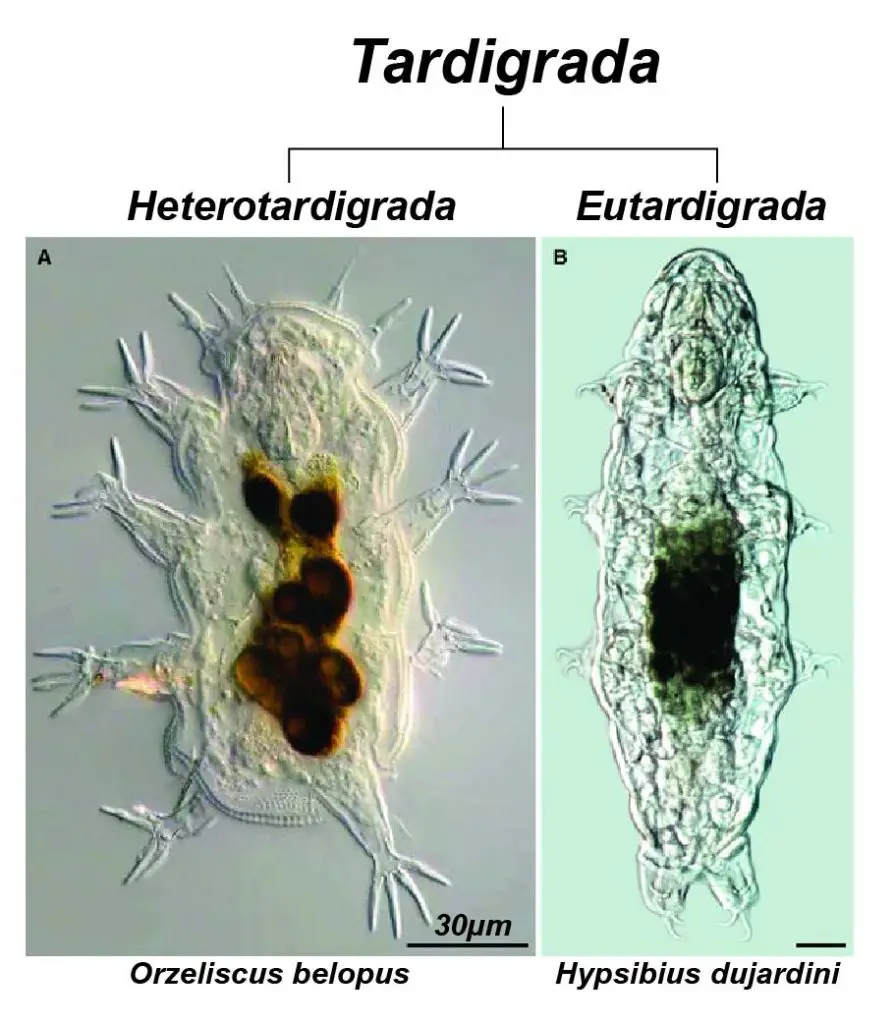 Tardigrade-heterotardigrada-eutardigrade