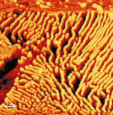 atomic-force-microscopy-image