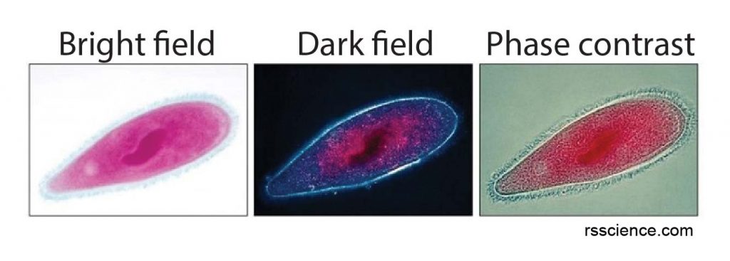 bright-field-dark-field-dic