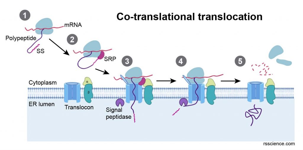 co-translational-translocation