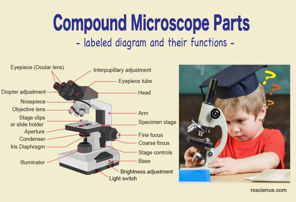 compound microscope part label