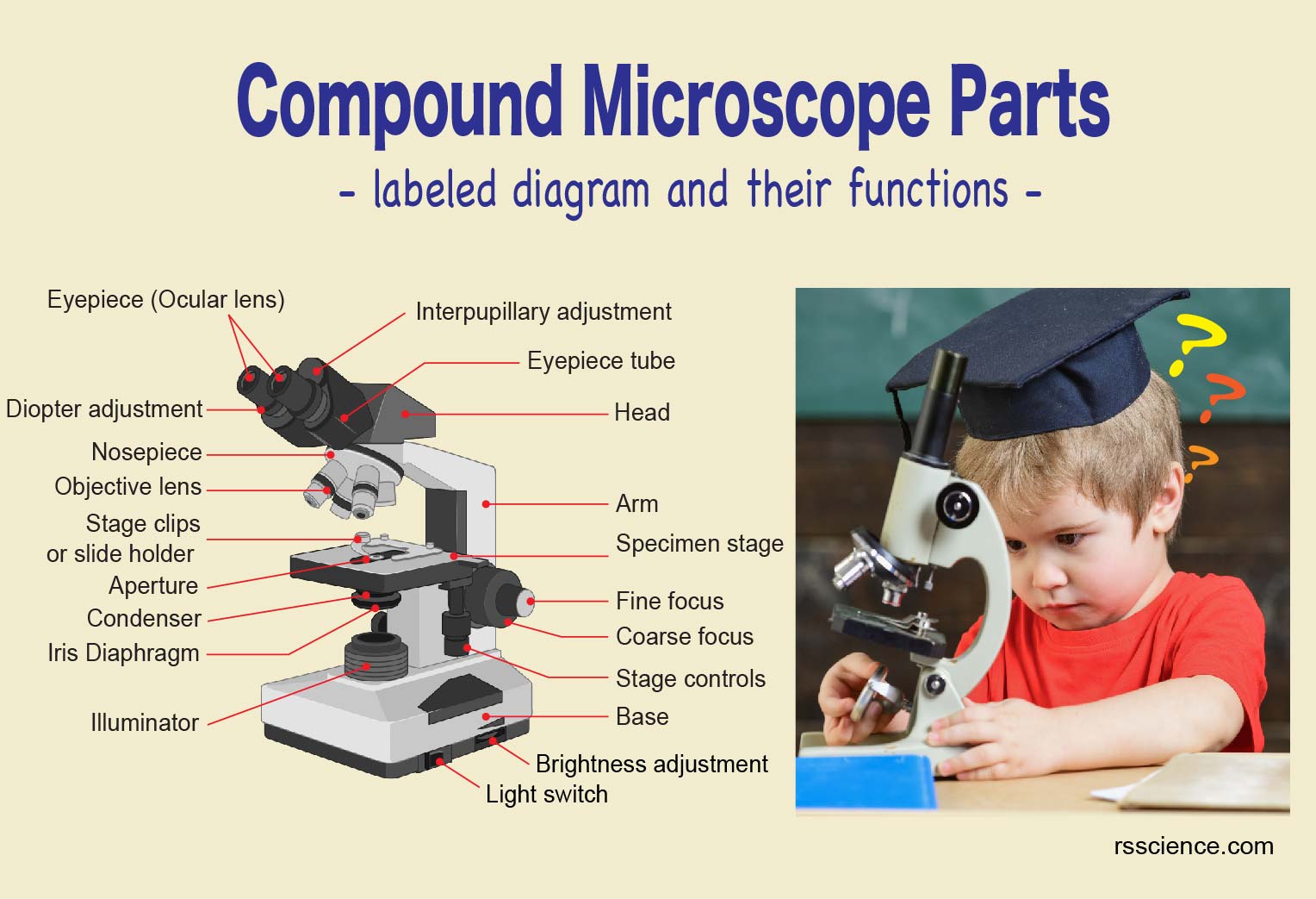 Compound Microscope Parts Labeled Diagram and their Functions Rs