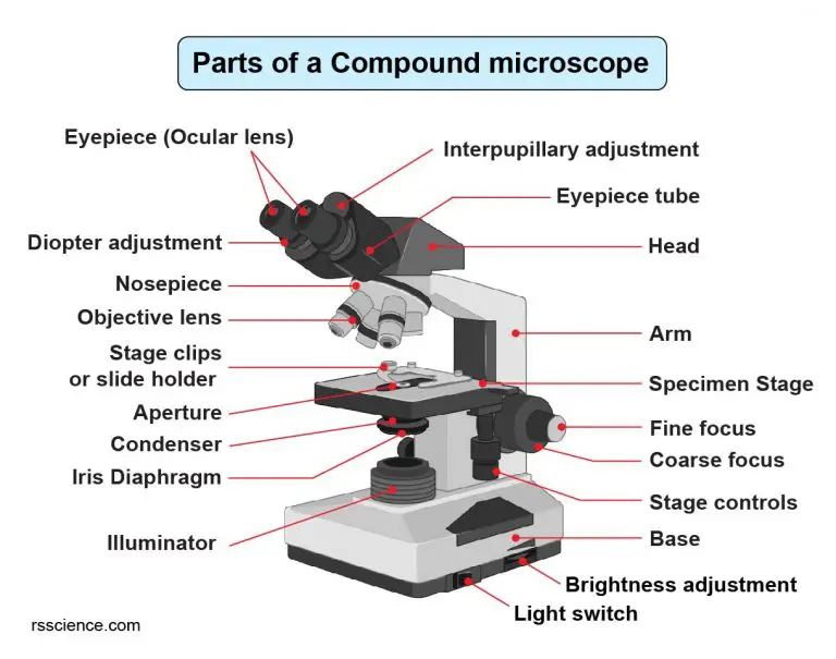 Compound Microscope Parts – Labeled Diagram and their Functions - Rs ...