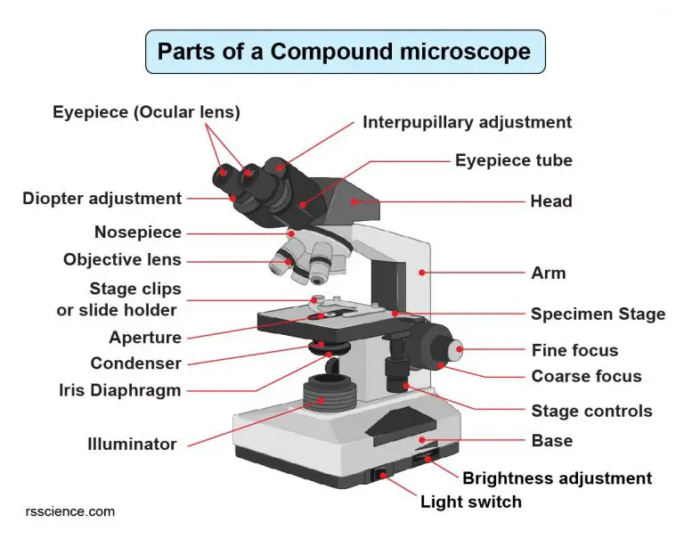 compound-microscope-parts-labeled-diagram-and-their-functions-rs