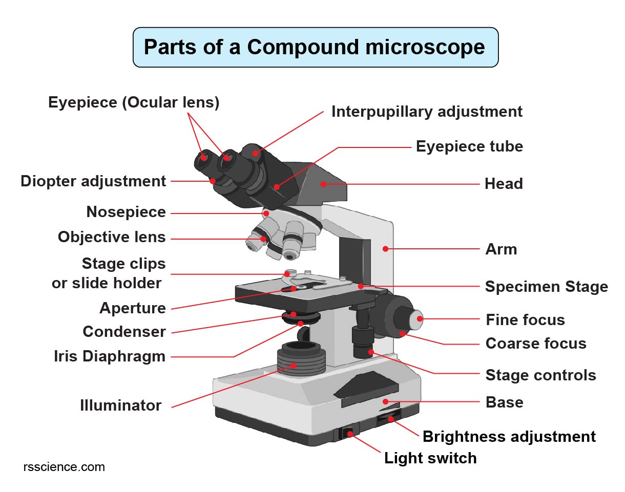 Compound Microscope Parts Labeled Diagram and their Functions Rs