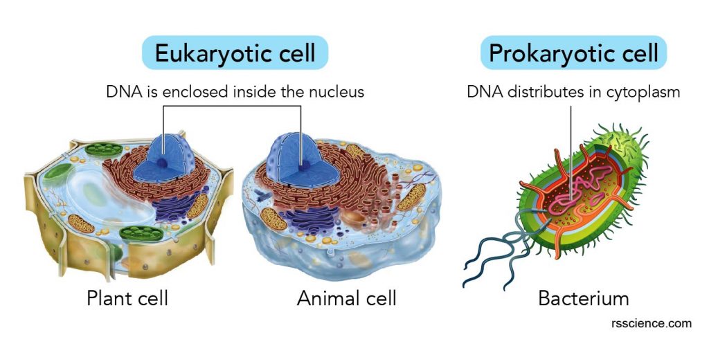 eukaryotic-and-prokaryotic-cells