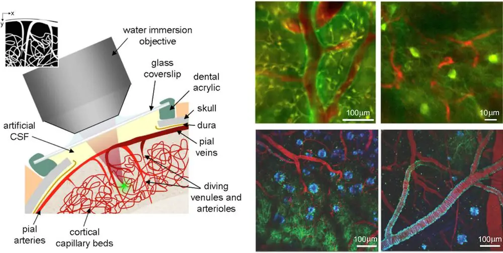 example-of-two-photon-microscopy-image