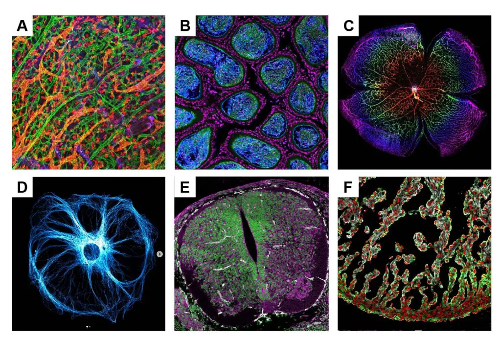 fluorescence-microscopic-images-of-beauty