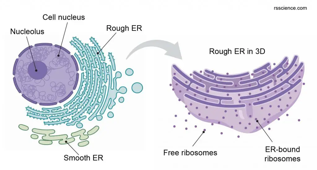 free-ribosome-and-ER-bound