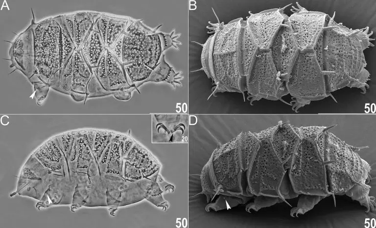 Facts About Tardigrades (Water Bears)