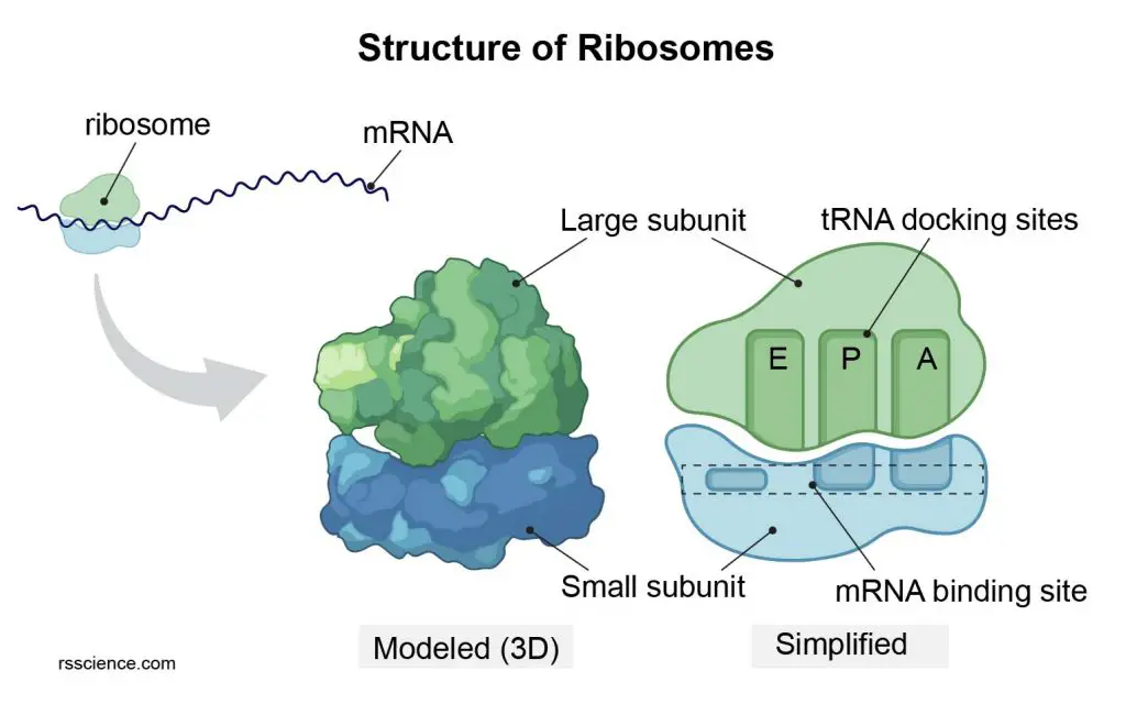 large-subunit-and-samll-subunit-ribosome-structure