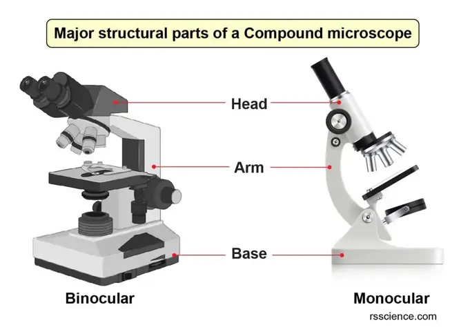 major-structure-part-of-compound-microscope
