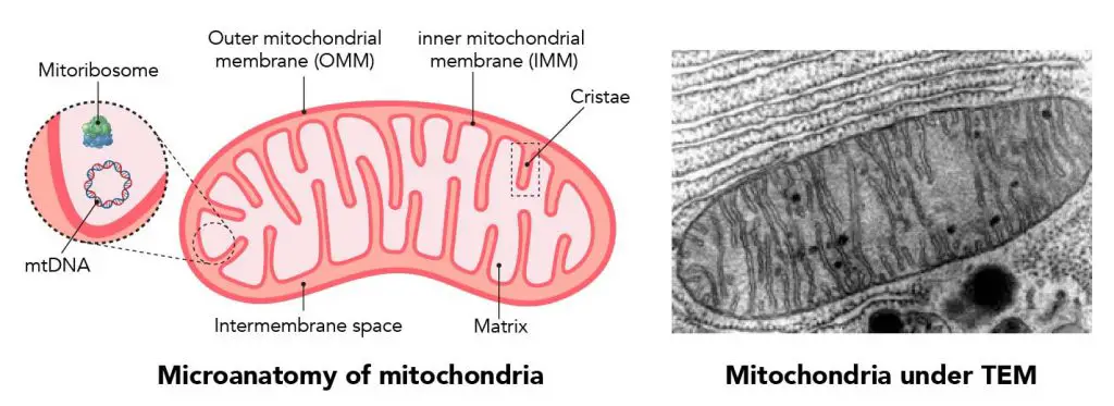 mitochondria-structure-electron-micrographic-image
