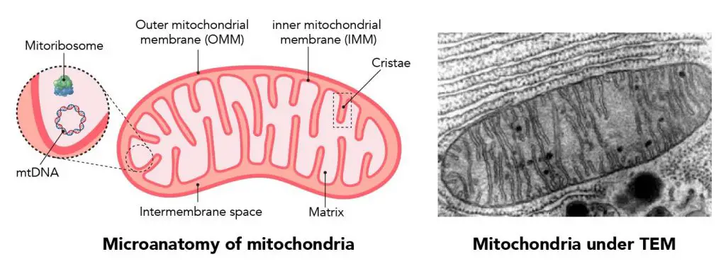 mitochondria-the-powerhouses-of-the-cell-definition-structure