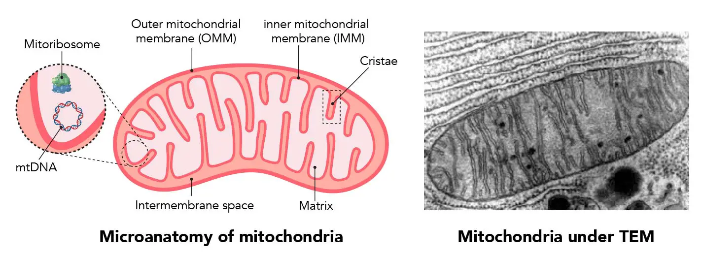 Mitochondria Diagram