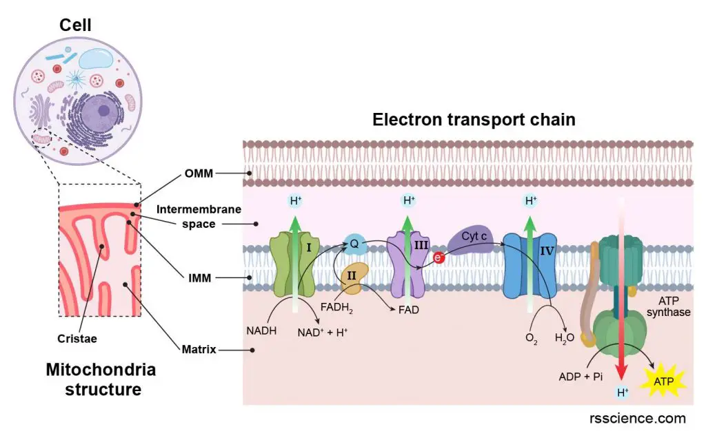 mitochondria-structure-omm-imm-matrix-cristae-m