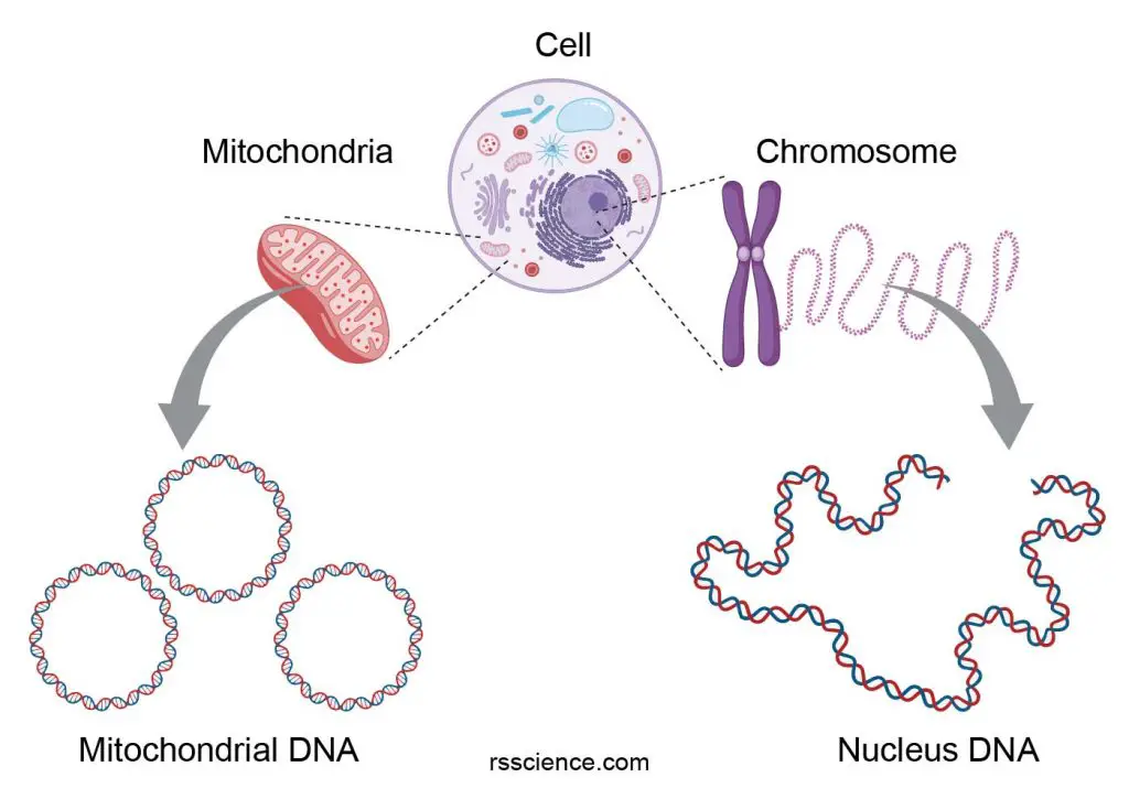 nuclear-and-mitochondria-DNA