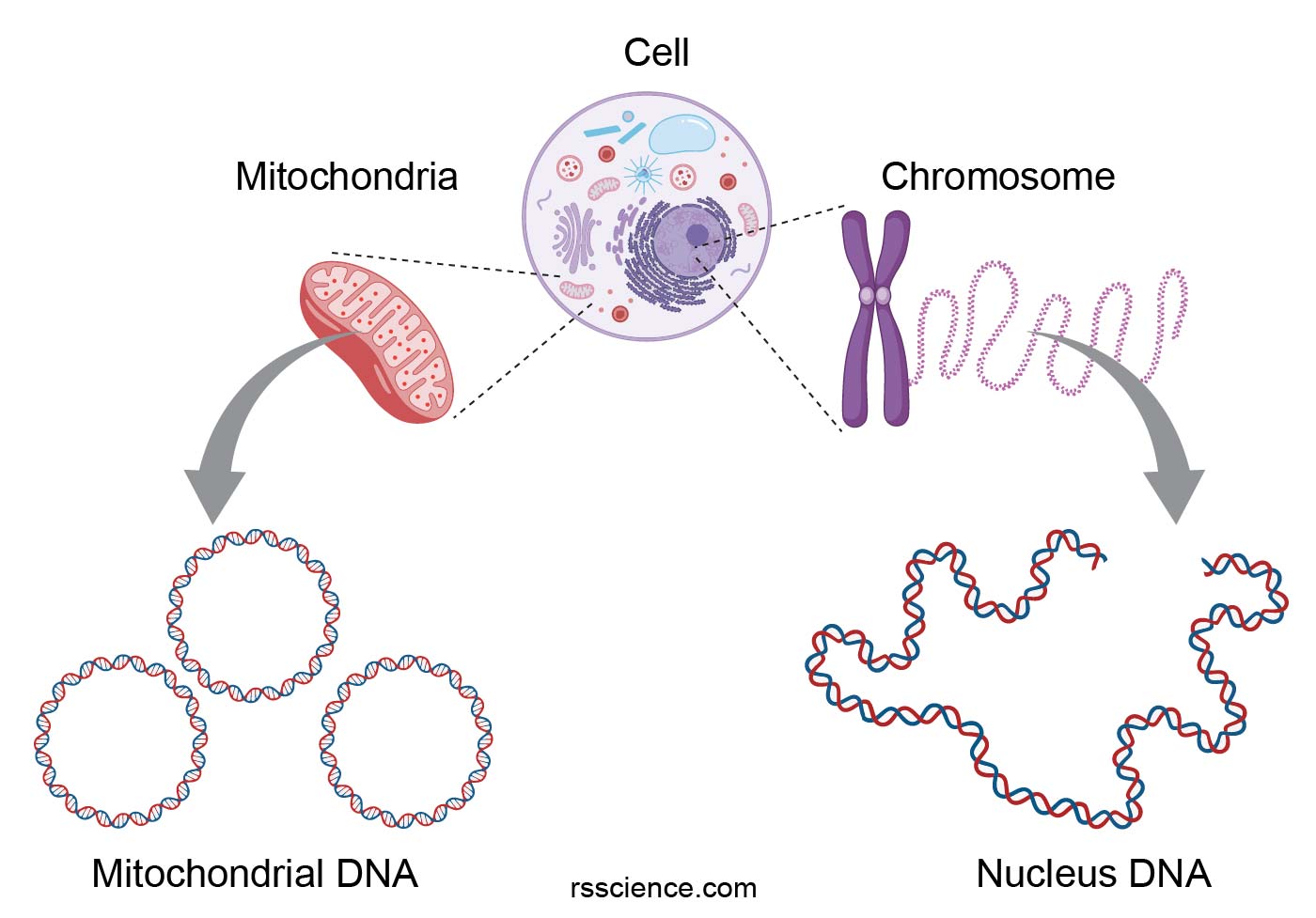 Mitochondria - the powerhouses of the cell - definition, structure, function, and biology - Rs 