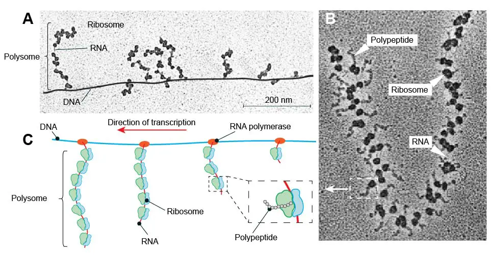 polysome-ribosome-TEM