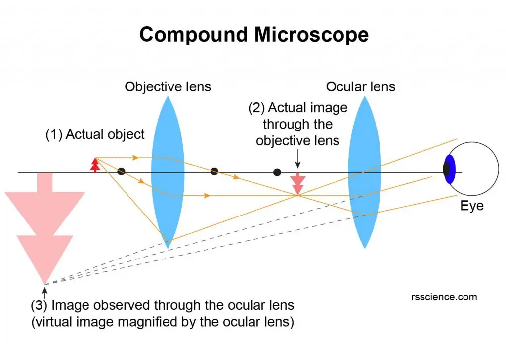 What is a Microscope? Function and Magnification Rs' Science