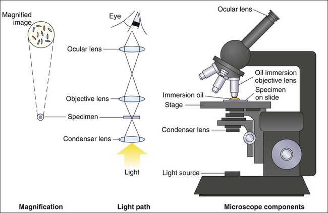 principle-of-light-microscope