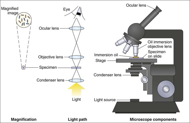 What Is A Microscope Function And Magnification Rs Science 0776