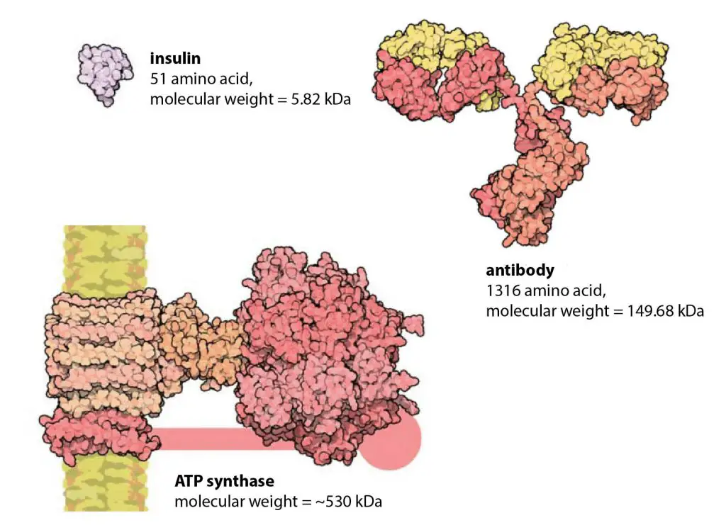 protein-size-insulin-antibody-ATP-synthase