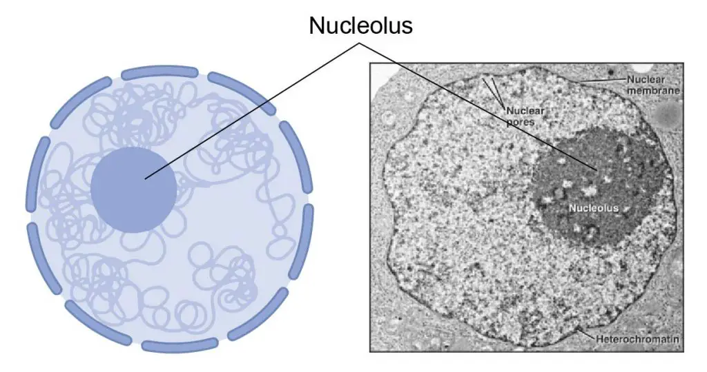 ribosome-nucleolus