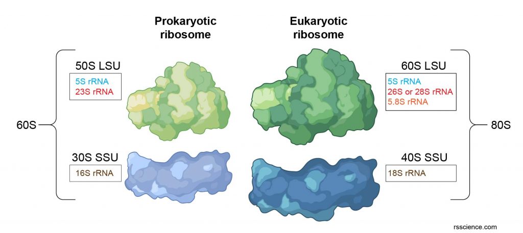 ribosome-structure-difference-between-prokaryotic-and-eukaryotic