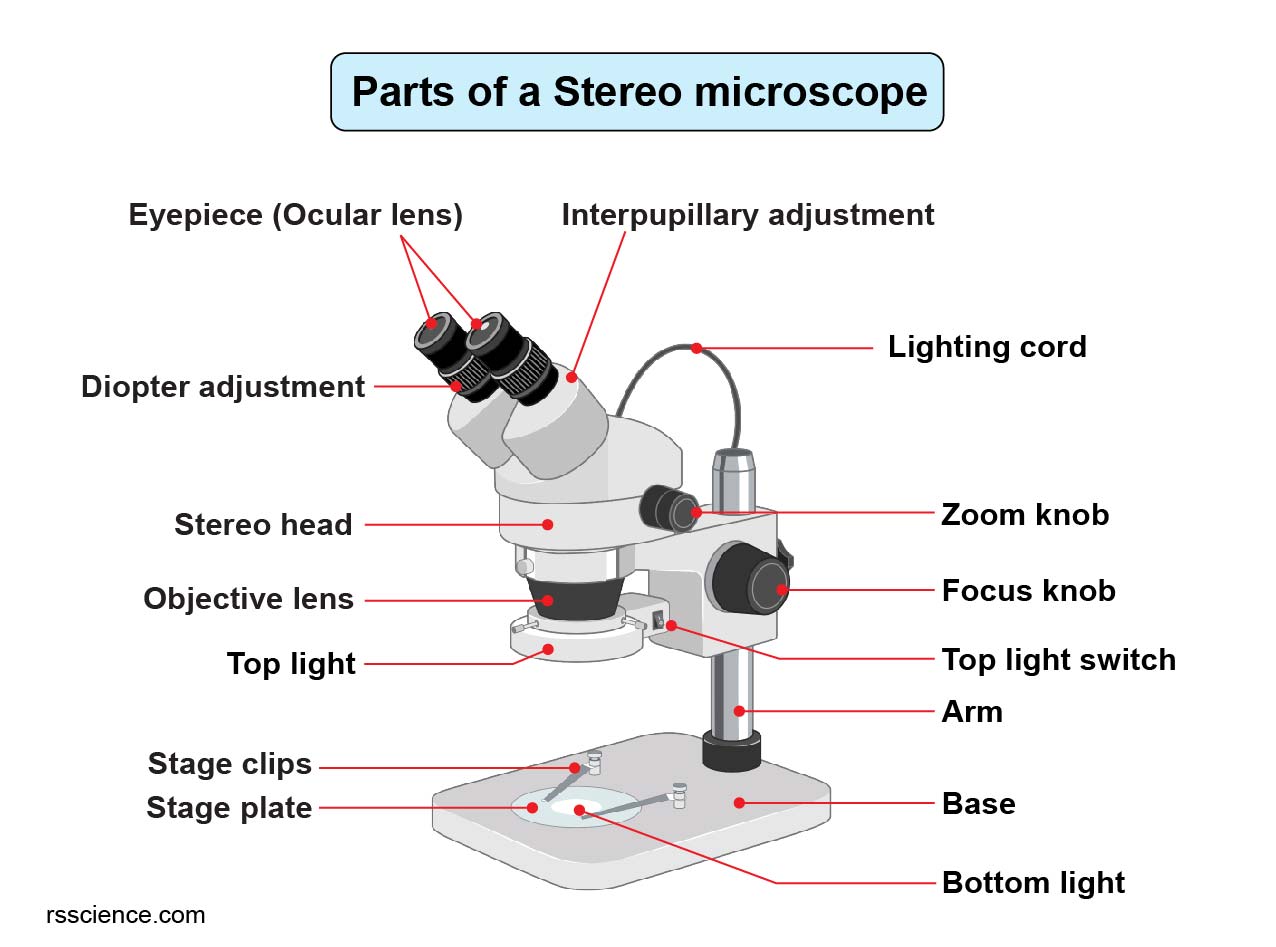 Parts Of Dissecting Microscope
