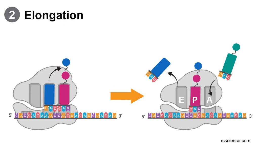 translation-elongation-ribosome