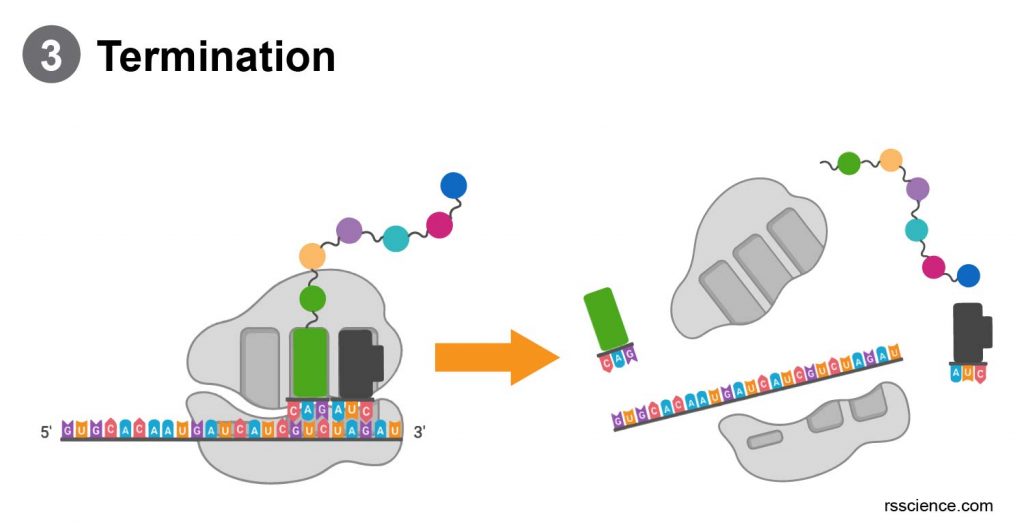 translation-termination-ribosome