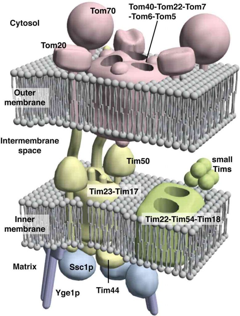translocators-in-protein-import-into-mitochondria-s
