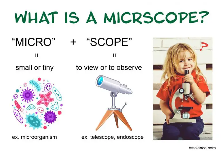 What is a Microscope? Function and Magnification - Rs' Science