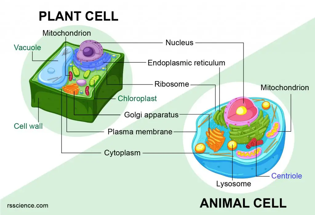 Animal Cells Vs Plant Cells What Are The Similarities Differences And Examples