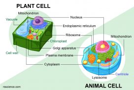 Animal cell vs Plant cell similarities difference