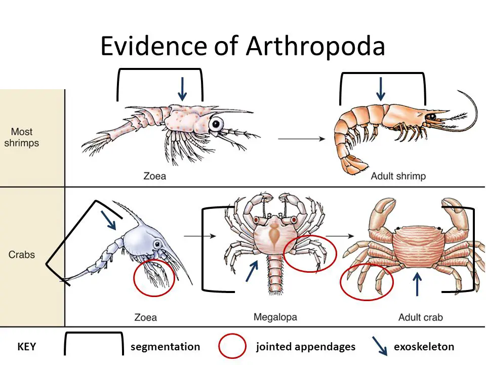 Arthropods-feature-segment-exoskeleton-jointed-appendages