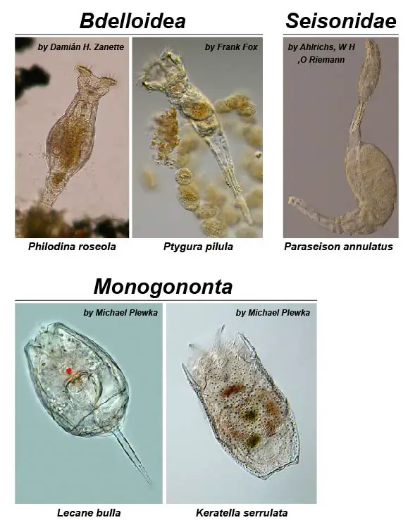 Bdelloidea Monogononta Seisonidae three class rotifer