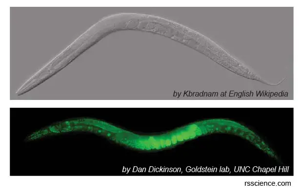 C-elegans-GFP-cell-death