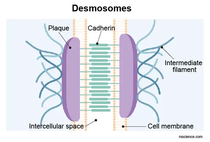 Desmosomes-structure