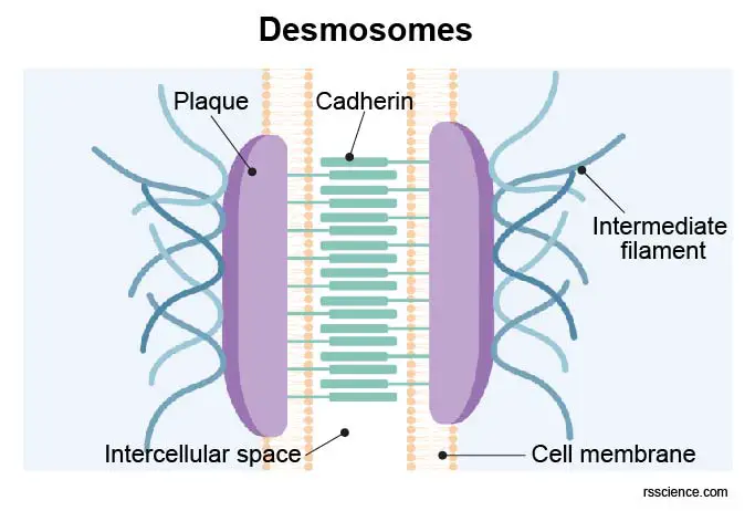 Desmosomes