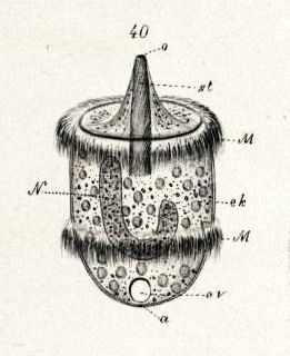 Didinium_nasutum