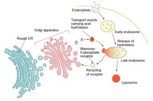 Lysosome - the cell’s recycling center - definition, structure ...