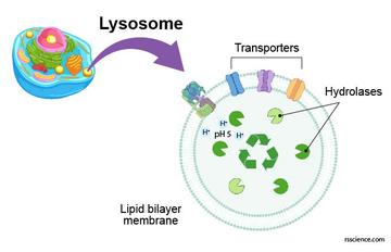 Lysosome - the cell's recycling center - definition, structure, function,  and biology