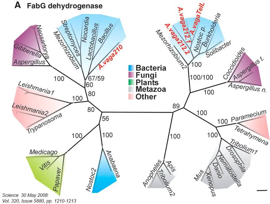 Massive-Horizontal-Gene-Transfer-in-Bdelloid-Rotifers