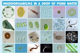 Microscopic Organisms in a Drop of Pond Water