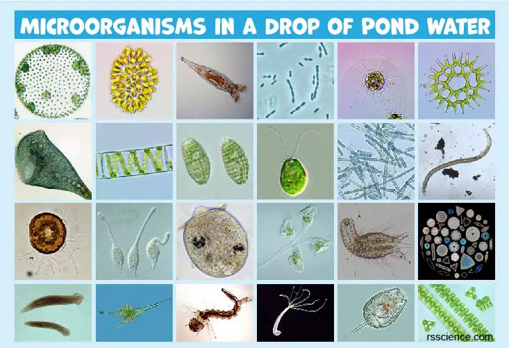 Microscopic Organisms in a Drop of Pond Water