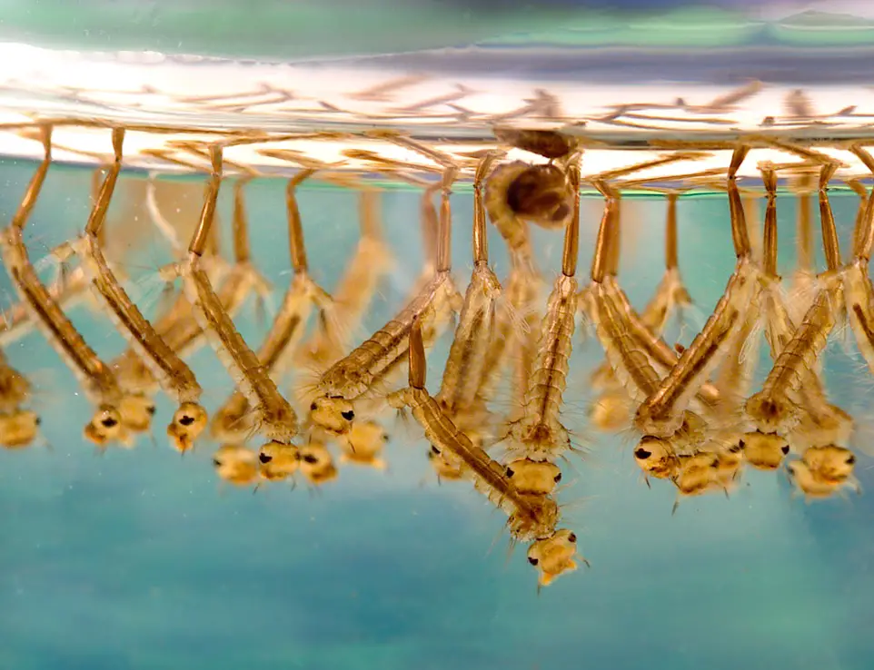 Mosquito-larvae-breath-by-their-siphons
