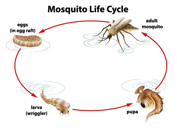 Mosquito-life-cycle